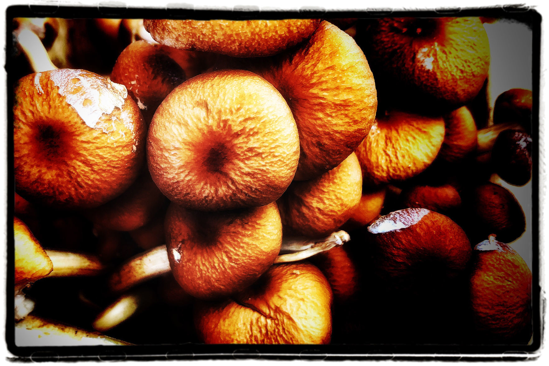 Farmers Market Produce